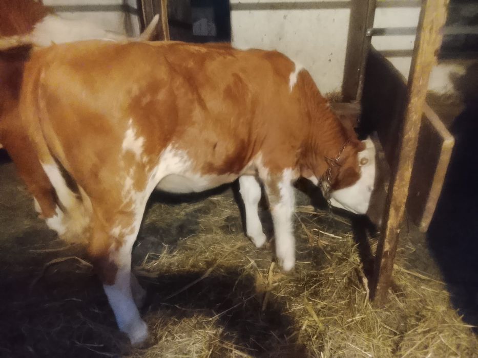 Vând 2 vițele de 8 luni