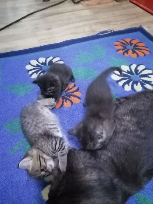 Отдам котят в добрые руки