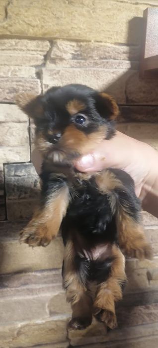 Йоркшир териер мини