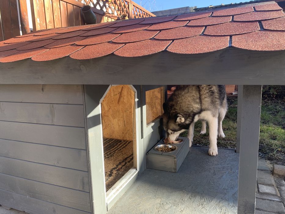 Cusca caine izolata premium