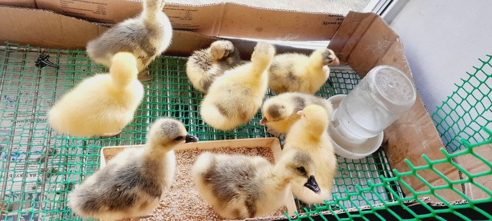 Гусята домашние недельные