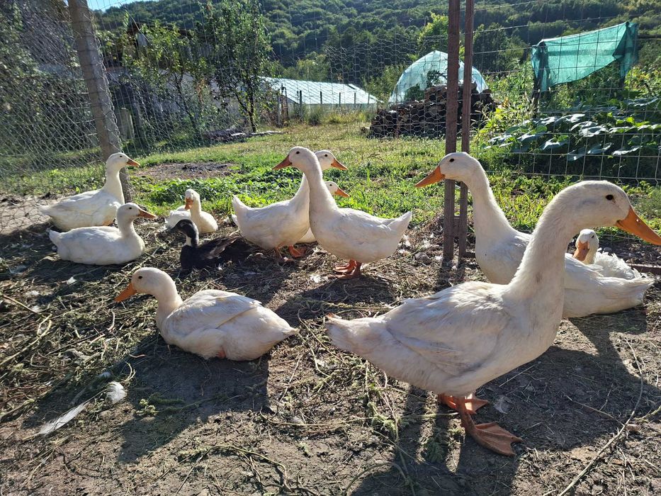 Rate albe crescute in gospodărie