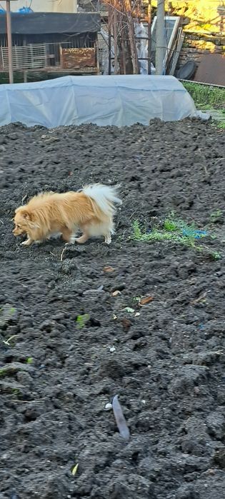 Мъжко куче шпиц-померан на  15  месеца