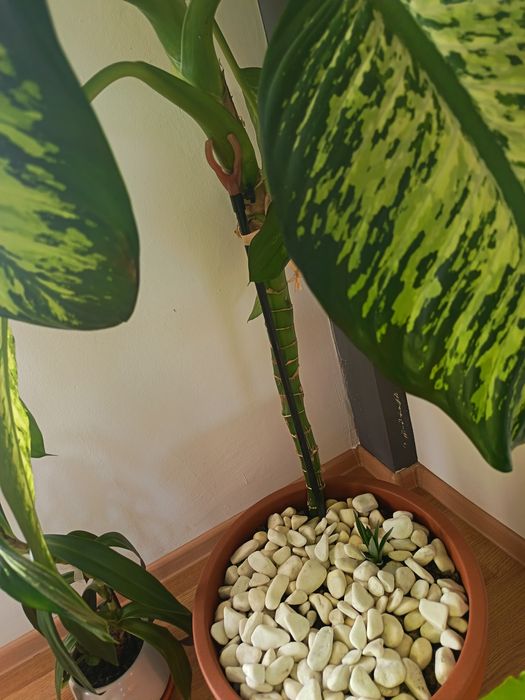 Vând floare apartament