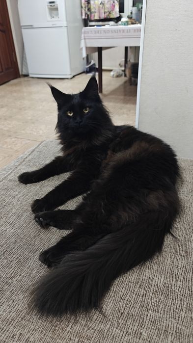 Кошка чистокровная 1,9 мес