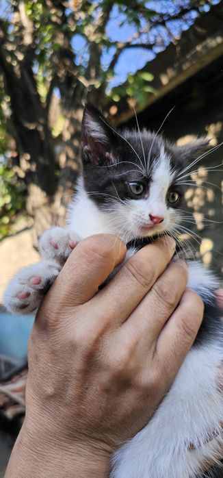 Отдам котят. Бесплатно