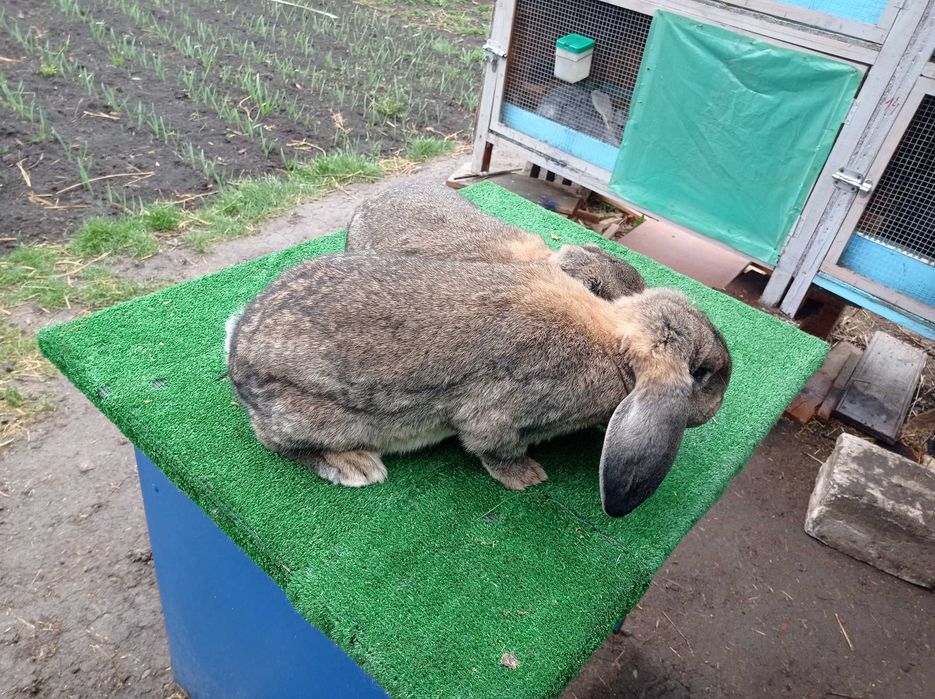 Femele berbec german gri agouti!