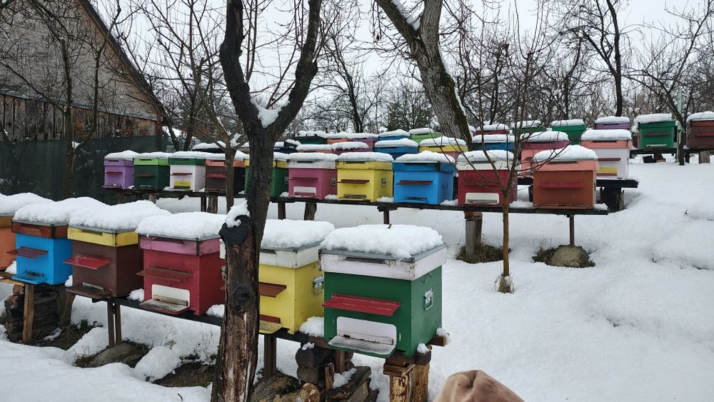 Vând  familii albine.