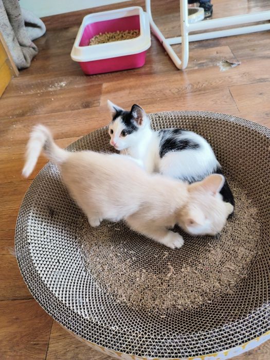 Ищем дом котятам