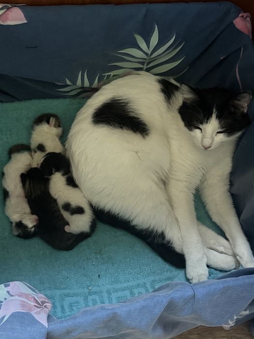 Кошка с котятами