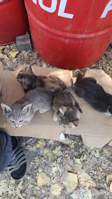 Отдам котят в добрые руки