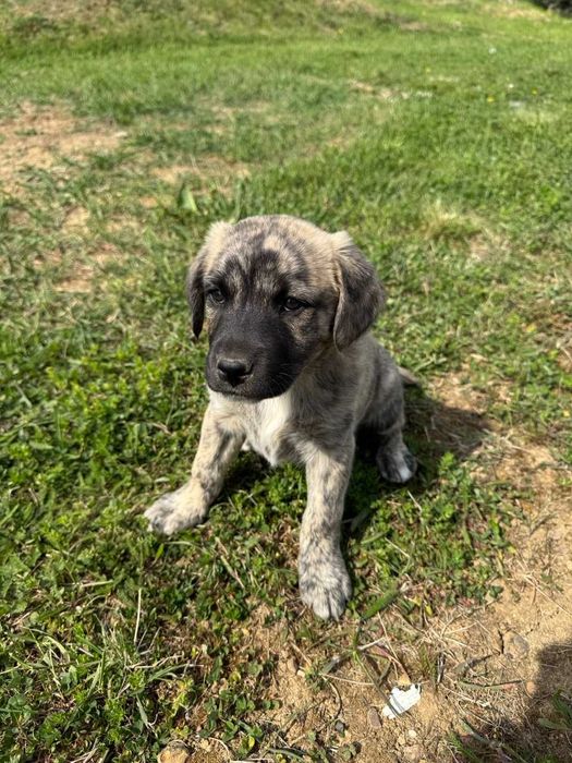 Donez catei 8 saptamani