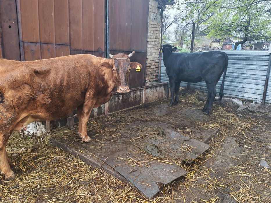 Срочно продам две коров