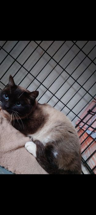 Молоденькая кошка самка в добрые ручки