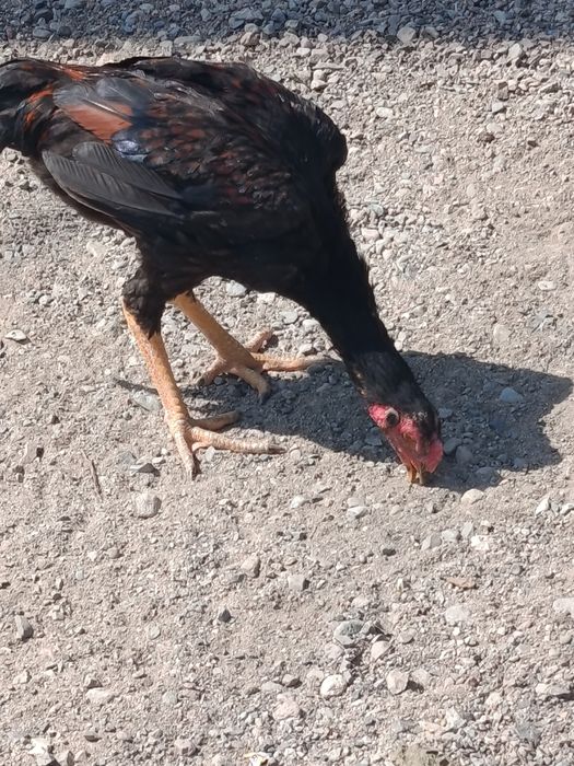 Ноябрьский  Жужа