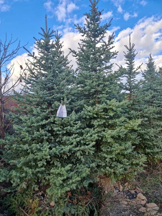 Brazi argintii, perfecti pentru sarbatori