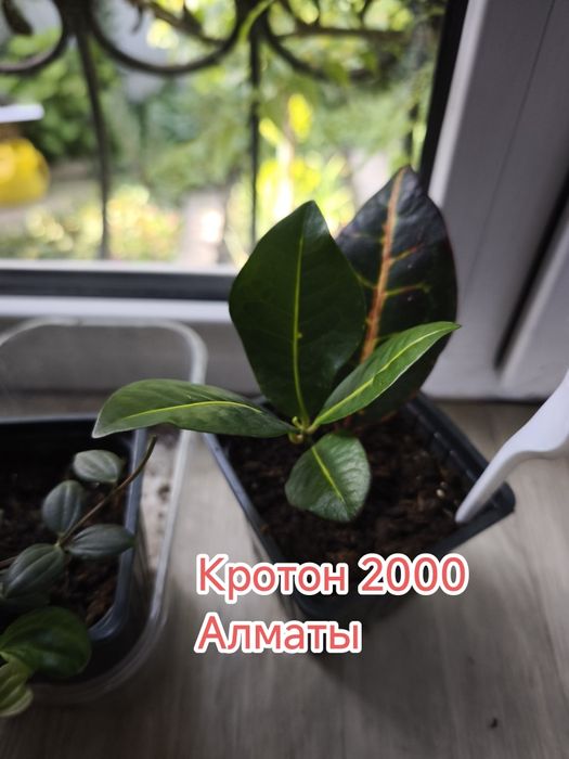 Комнатные цветы домашние