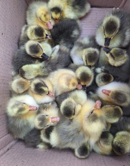 Продам гусей и гусят