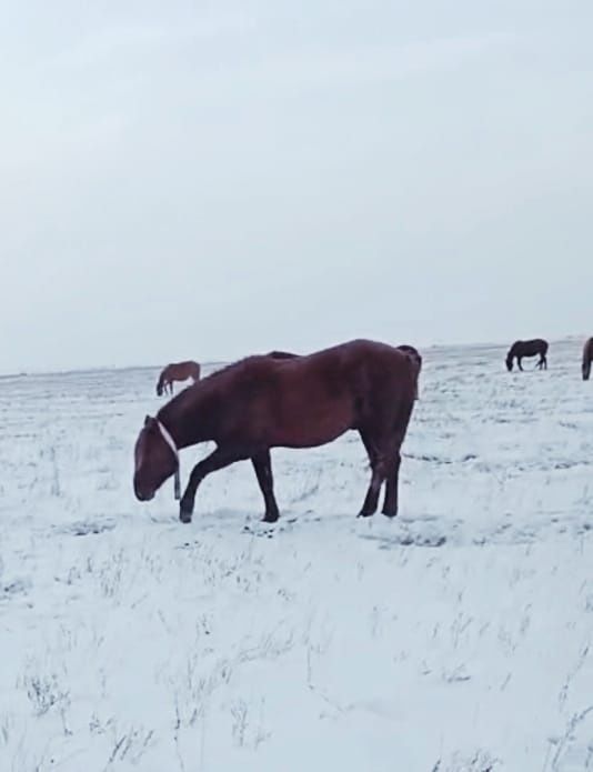 Продам  жеребца .