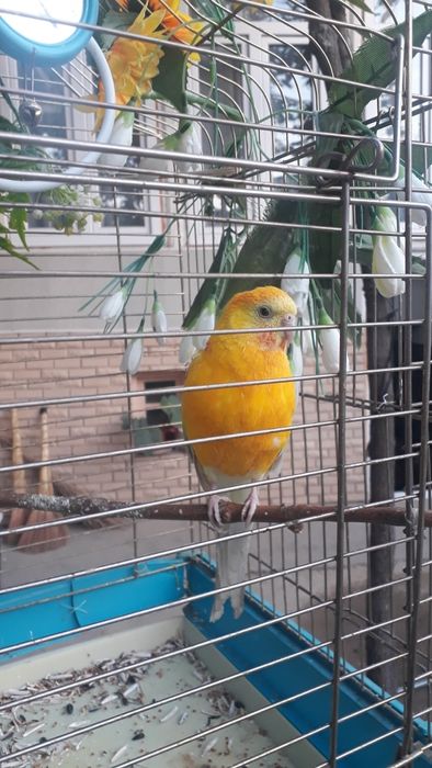 Певчи попугай сотилади