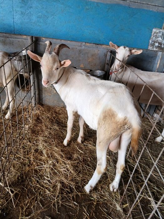 Vând capre și iezi
