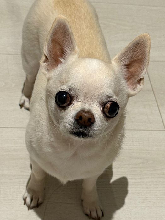 Продавам Чихуахуа с родословие Момиче на годинка