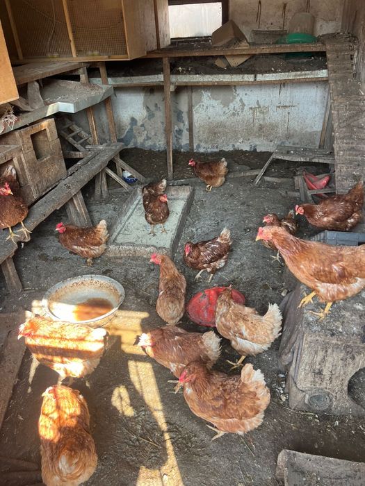 Несушки красные индоутки утки