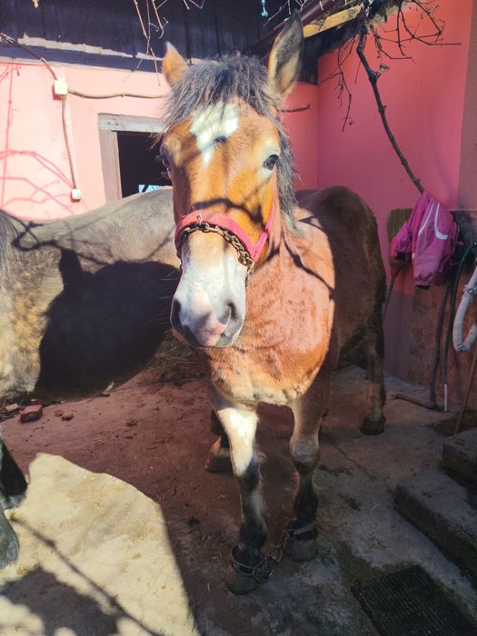 Vând o iapă și un harmăsar