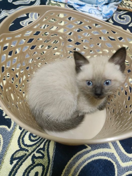 Котята ищут дом