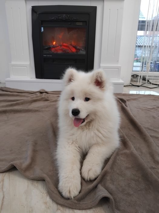 Samoyed fetita din parinti cu pedegree