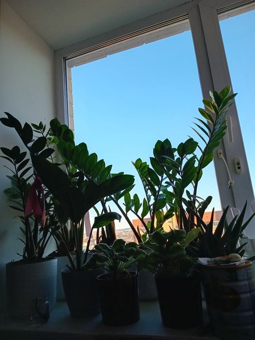 Продам недорого долларовые деревья