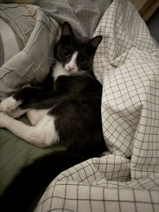 Отдам кота в хорошие руки