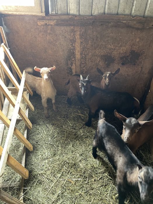 Capre și iezi de vânzare