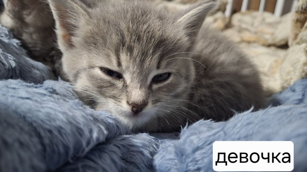 Отдам котят в добрые руки