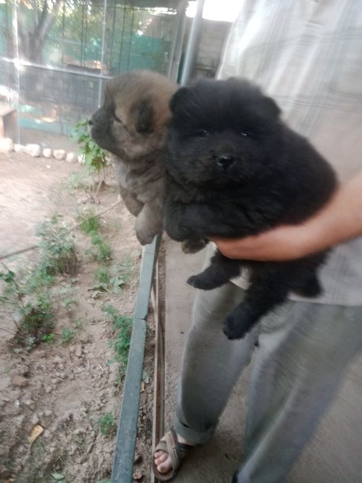 Продаются щенки чау-чау