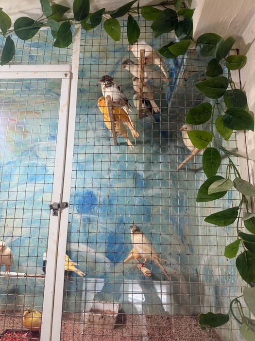 Vînd canari inelați tineri timbrado din ianuarie, februarie, martie și aprilie.