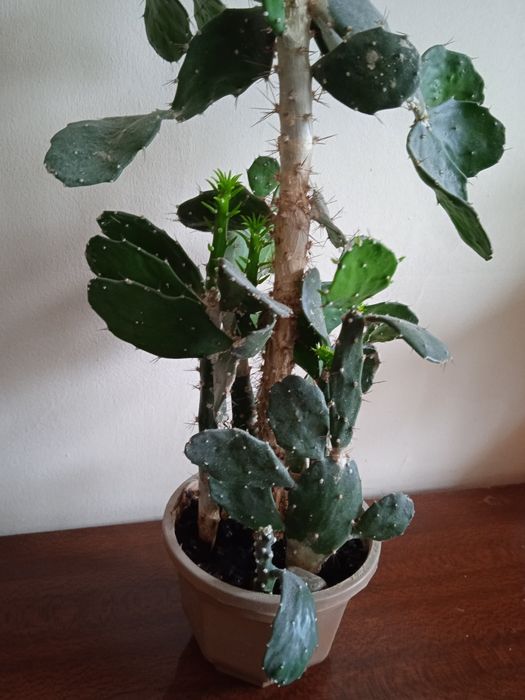 Древообразный кактус