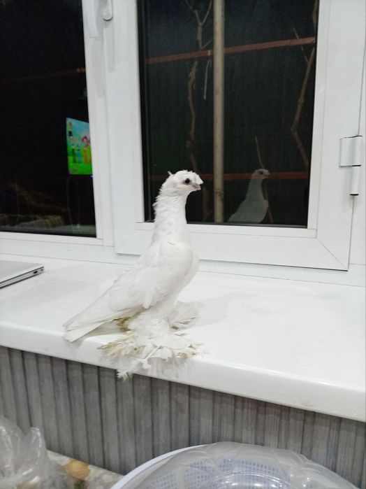 Oq dvuxchubila  sotiladi