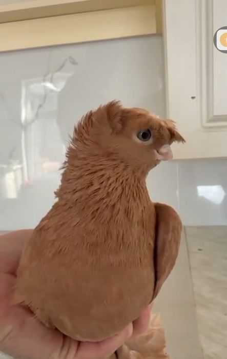 Продам голубей...