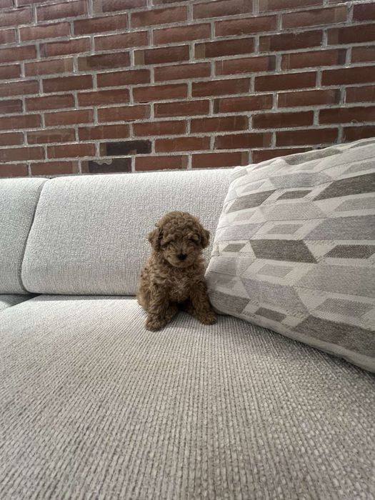 Той пудел -  тий къп