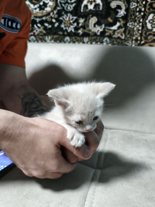 Продаются шотландский скотишь страйт