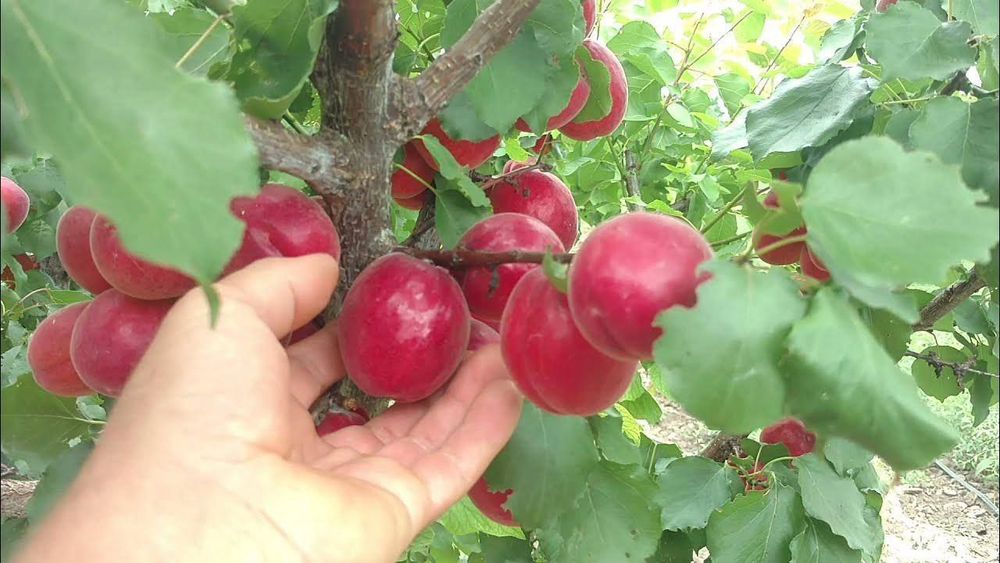 Урик кучатлари сотувда