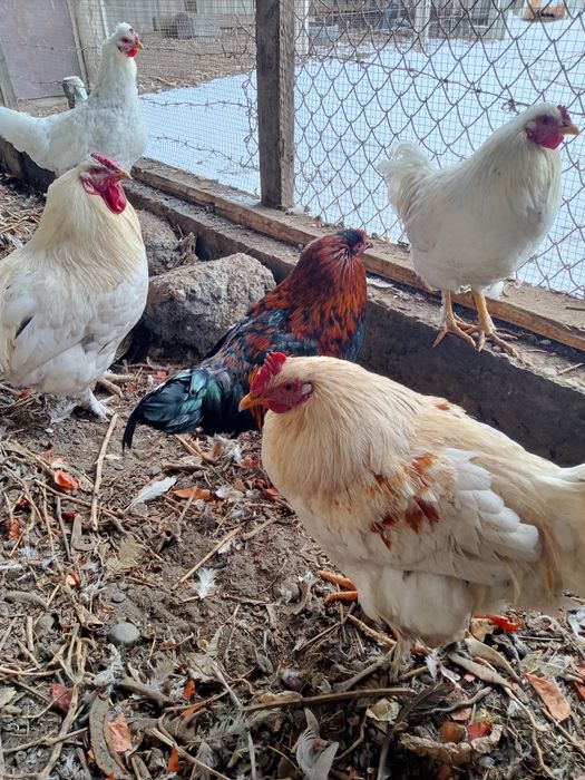 Продам молодых петухов