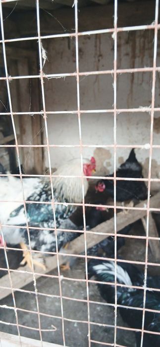 Срочно продаются Питухи