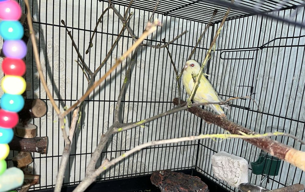 Продам попугаев!