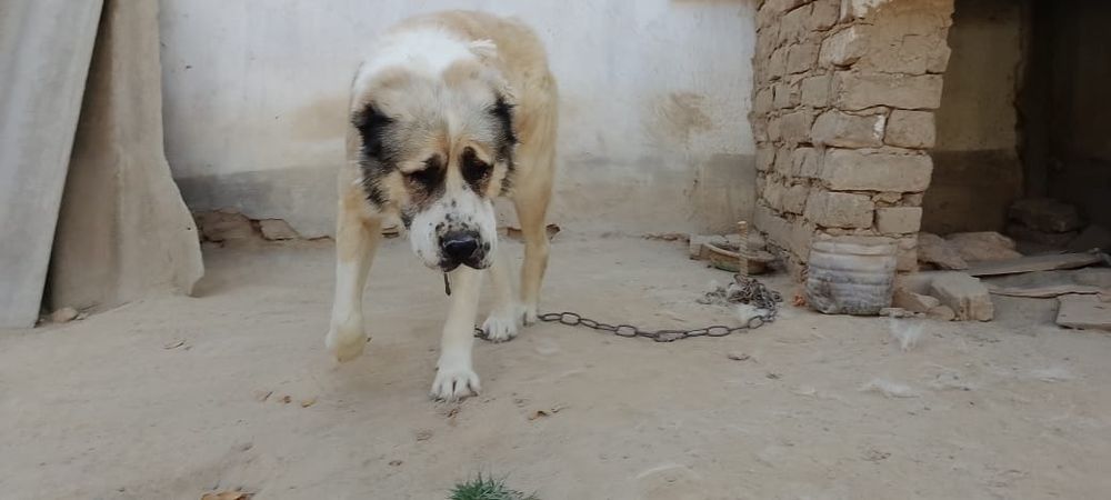 Собака алабай чистый пародия