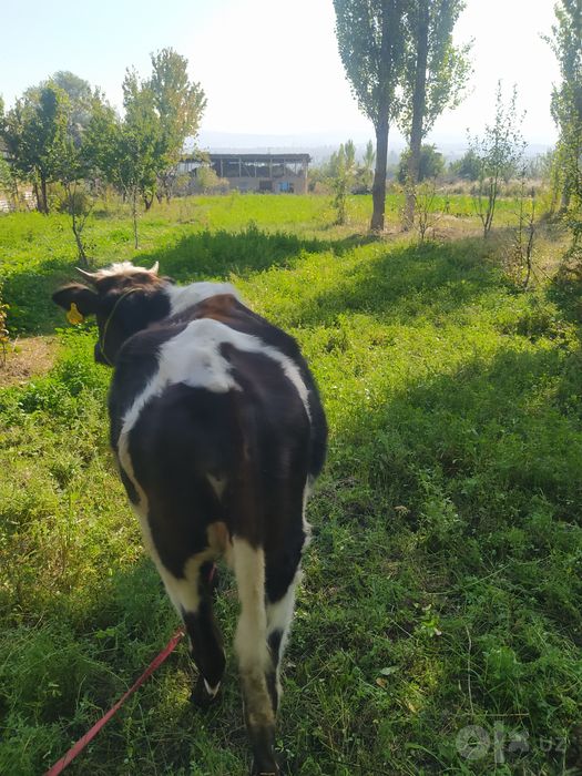 2ta hunojin srochni sotiladi Narxi kelishiladi