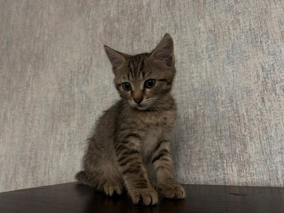 Срочно ищем дом котенку