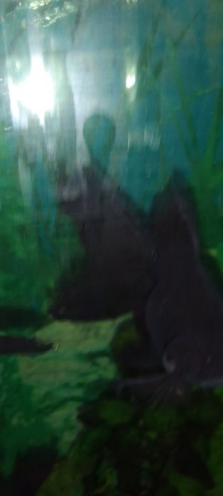 Аквариумы 100л 80л