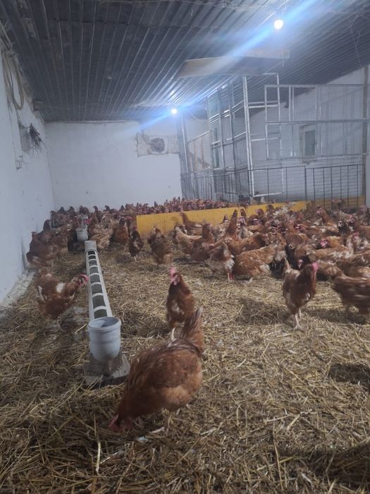 Ломан браун тауыктары сатылады